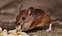 24 Hour & Emergency Exterminators in Monroe, NJ
